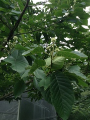 Camptotheca acuminata