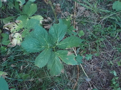 Peucedanum ostruthium