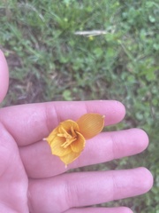 Zephyranthes tubispatha