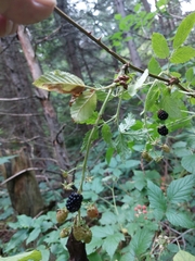 Rubus allegheniensis