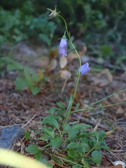 Campanula