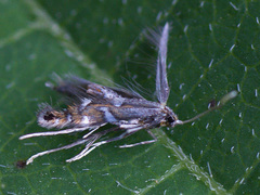 Phyllonorycter