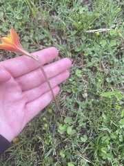 Zephyranthes tubispatha
