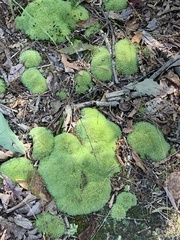 Leucobryum