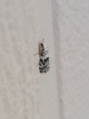 Ponometia phecolisca