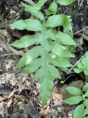 Woodwardia areolata