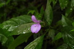 Dicliptera tinctoria