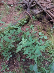 Bidens vulgata
