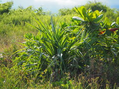 Pandanus odorifer