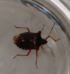 Pentatoma rufipes