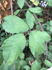 Rubus ulmifolius