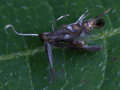 Phyllonorycter