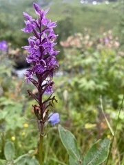 Dactylorhiza maculata