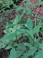 Bidens vulgata