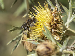 Tetraloniella hohmanni