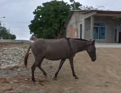 Equus
