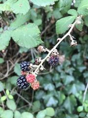Rubus ulmifolius