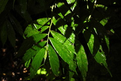 Elatostema lineolatum