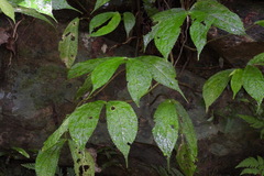 Elatostema platyphyllum