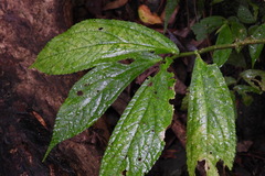 Elatostema platyphyllum