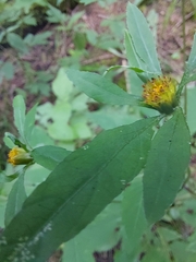 Bidens vulgata