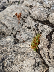 Saxifraga
