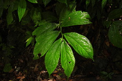 Elatostema platyphyllum