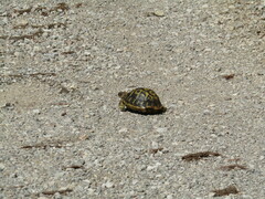 Testudo hermanni