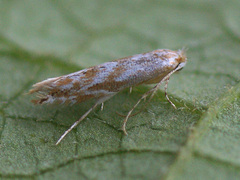 Phyllonorycter