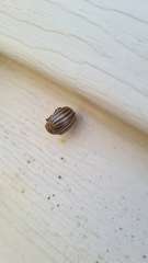 Leptinotarsa decemlineata