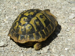 Testudo hermanni