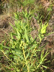 Leucadendron salignum