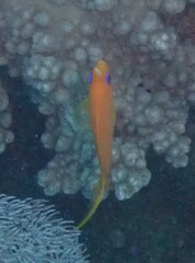 Pseudanthias squamipinnis