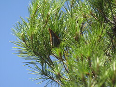 Charaxes jasius