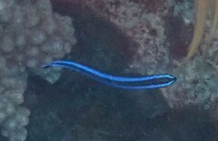 Labroides dimidiatus