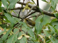 Abroscopus schisticeps