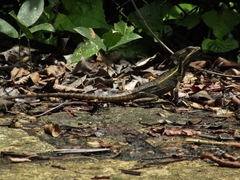Basiliscus vittatus