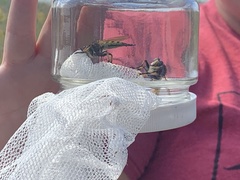Promachus rufipes