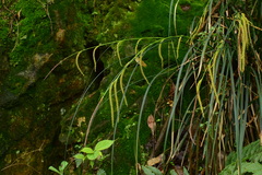 Carex ischnostachya
