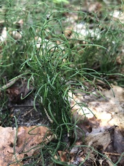 Equisetum scirpoides