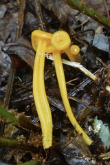 Gloioxanthomyces nitidus