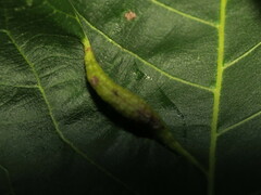 Phylloxera caryaevenae
