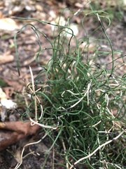 Equisetum scirpoides