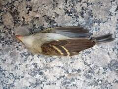Empidonax