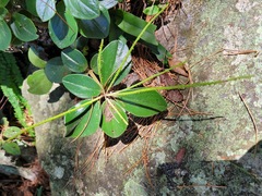 Peperomia leptostachya