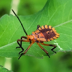 Spartocera