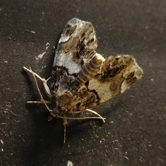 Cutina distincta