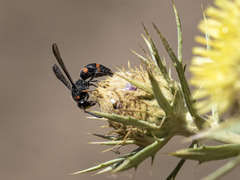 Ancistrocerus haematodes