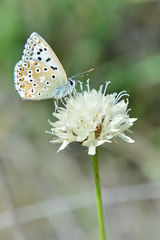 Polyommatus coridon