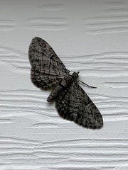 Eupithecia